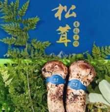 又是一個香格里拉松茸季節“以松茸為始，以松茸為終